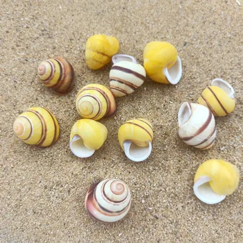 5 KS Gold Conch Šťastie Mušlí Prírodné Slimák Seashell Vzor Akváriu Dekorácie Priestor Námorných Domova Príslušenstvo