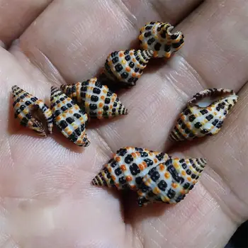 Collector ' s Edition Vzácnych Prírodných Conch asi 1,2 cm Šachovnica Whelk